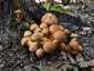 Aranysárga lánggomba (Gymnopilus junonius), Budai-hegység